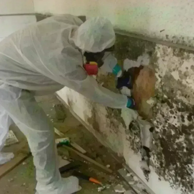 Mold Remediation and Removal in Chetek, WI